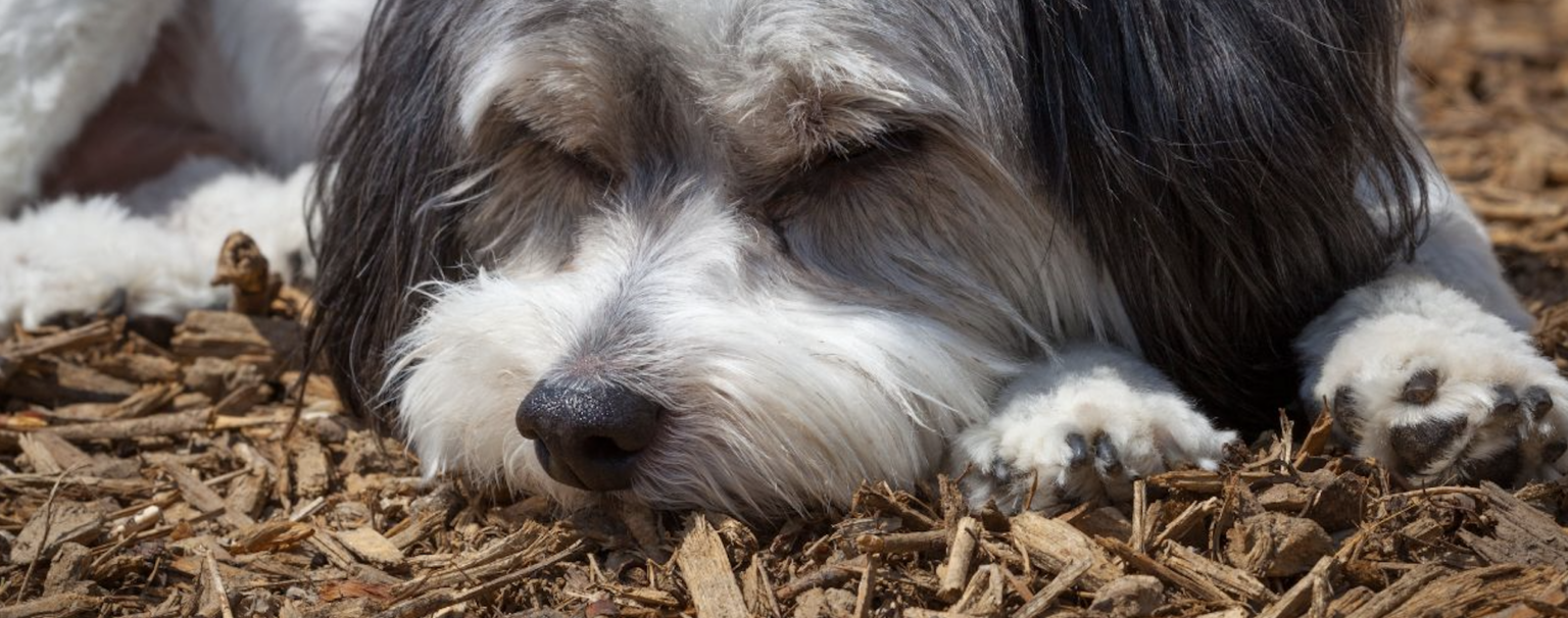 Is Rubber Mulch Safe For Dogs? Custom Park Surfacing